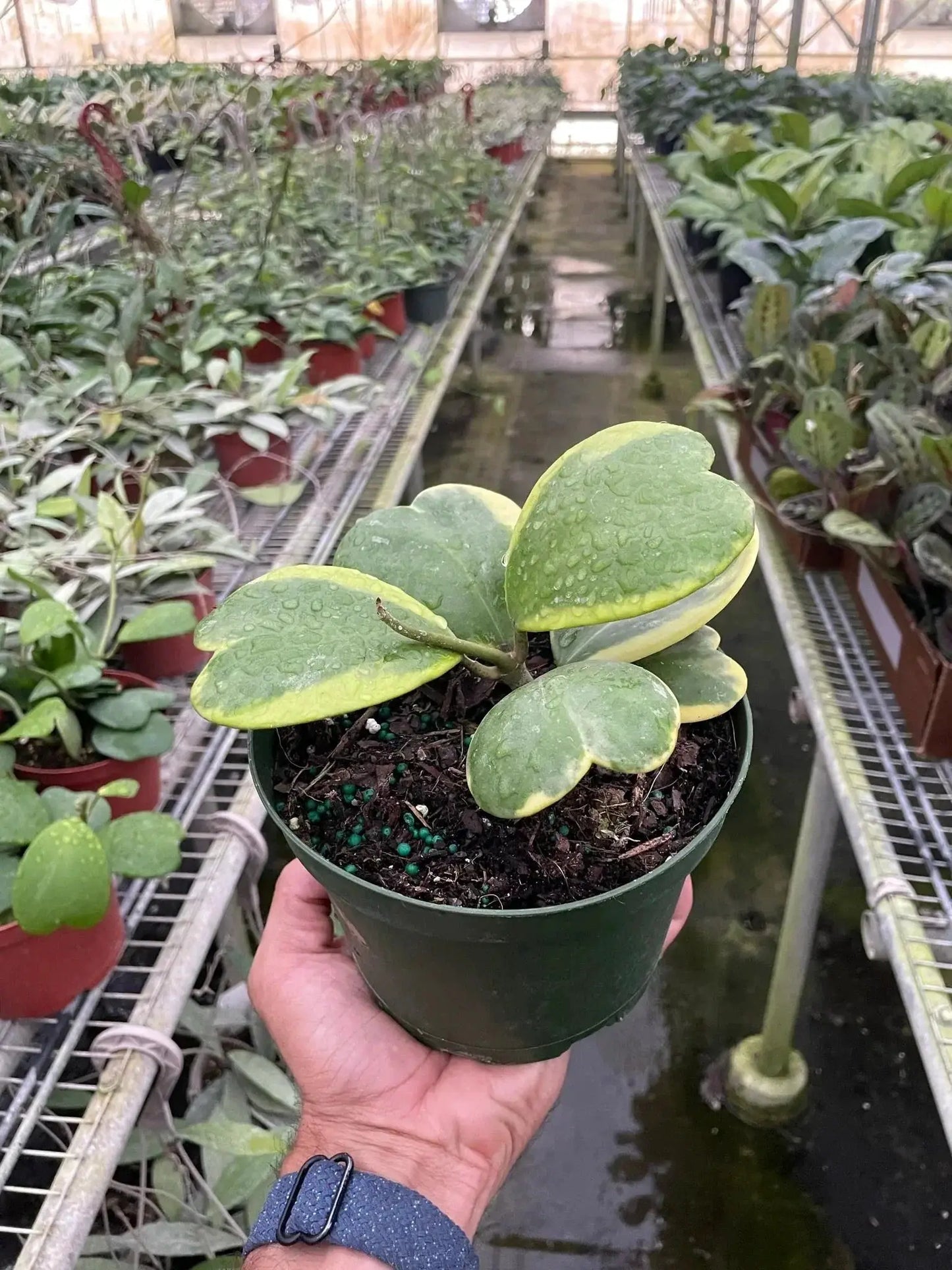 Hoya Sweetheart Variegated Indoor Houseplant