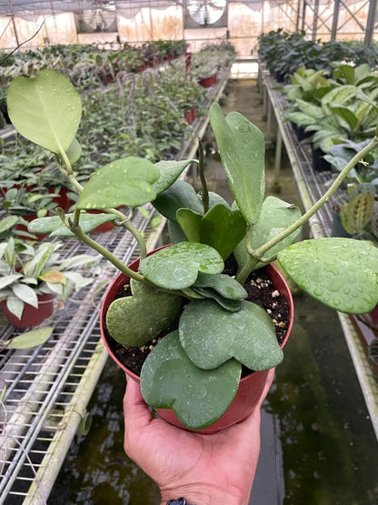 Hoya Sweetheart 4-inch plant, Rooted Treasures Farms, glossy heart-shaped leaves in a red pot on Tampa Home & Garden Store