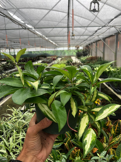 Hoya Carnosa Krimson Princess indoor plant with variegated green cream leaves in a black pot on Tampa Home & Garden Store