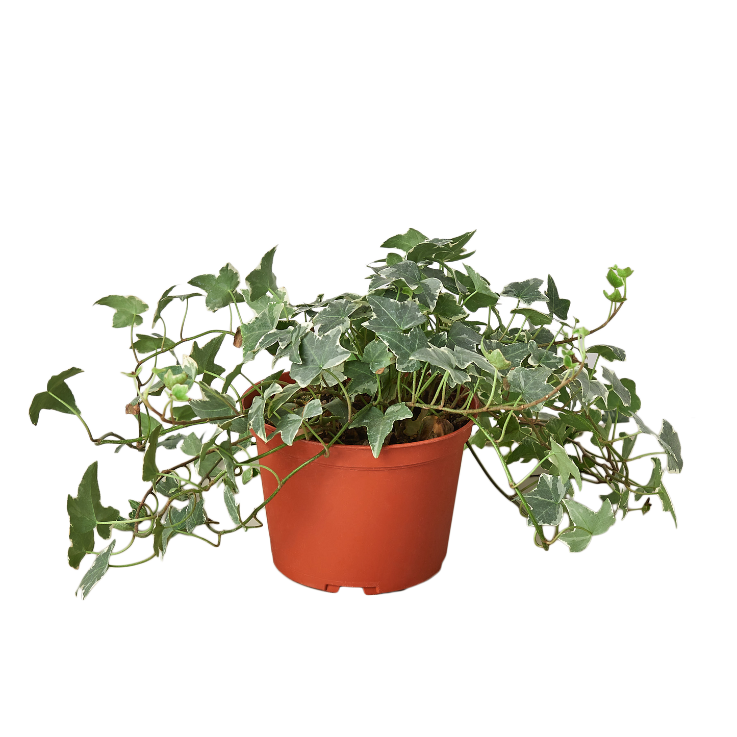 English Ivy Glacier in 6-inch nursery pot with variegated leaves Rooted Treasures Farms on Tampa Home & Garden Store