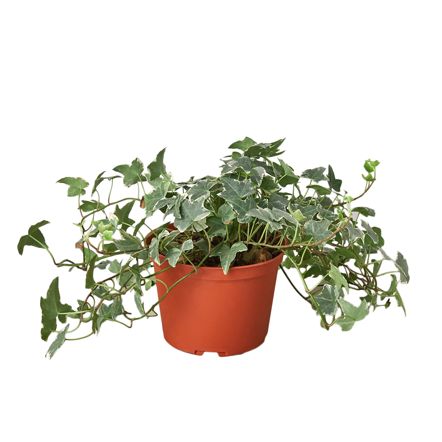 English Ivy Glacier in 6-inch nursery pot with variegated leaves Rooted Treasures Farms on Tampa Home & Garden Store