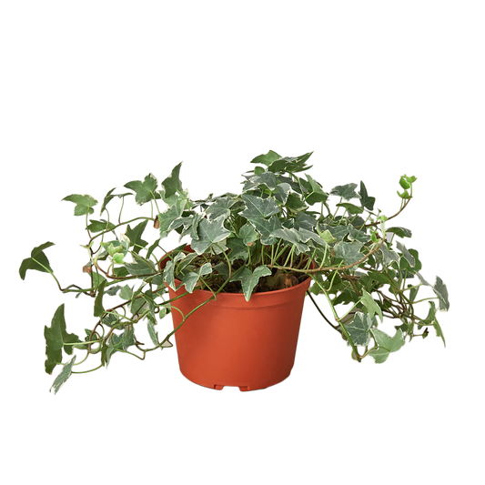English Ivy Glacier in 6-inch nursery pot with variegated leaves Rooted Treasures Farms on Tampa Home & Garden Store