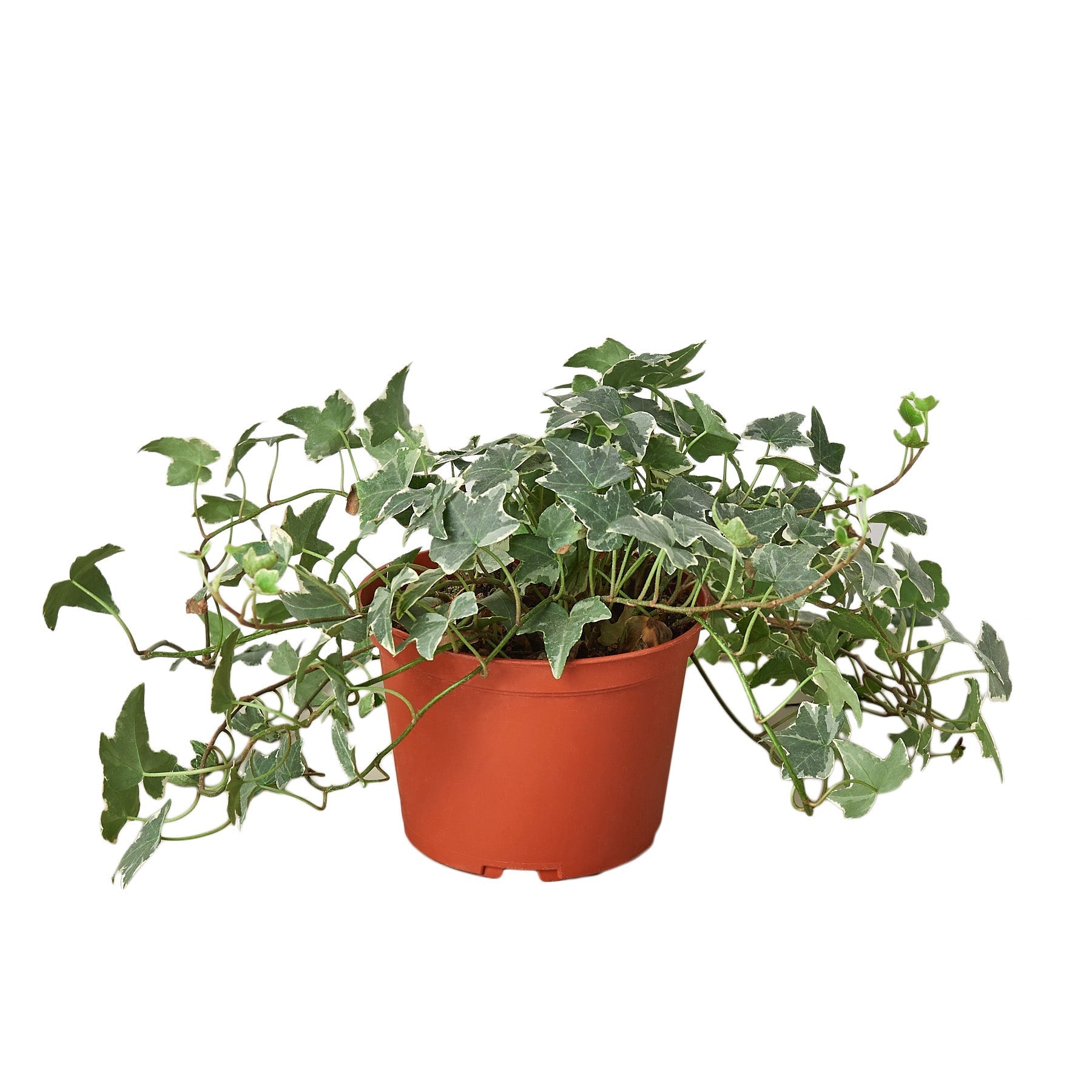 English Ivy Glacier indoor plant with variegated leaves in a terracotta pot on Tampa Home & Garden Store