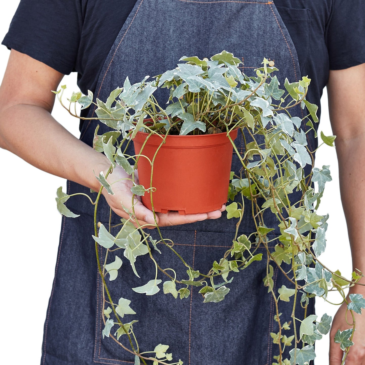 English Ivy Glacier indoor plant in orange pot with trailing variegated leaves on Tampa Home & Garden Store