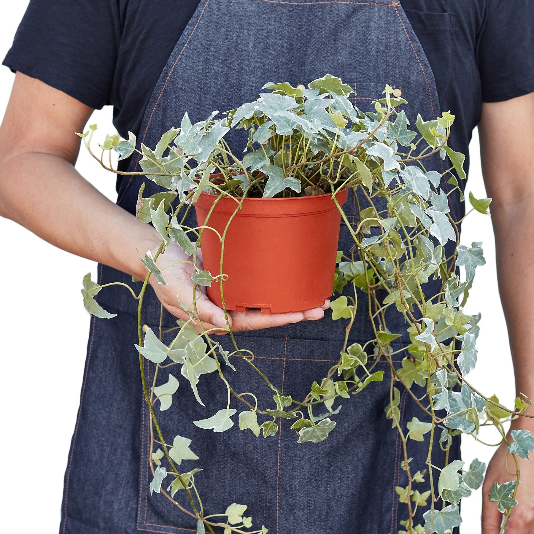 English Ivy Glacier indoor plant in orange pot with trailing variegated leaves on Tampa Home & Garden Store