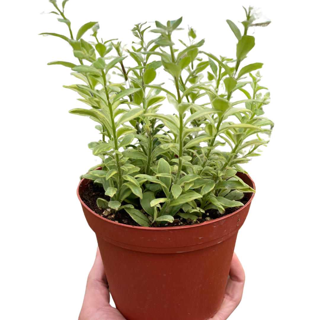 Lipstick Bolero Bicolore 4-inch potted houseplant with green leaves in a terracotta pot on Tampa Home & Garden Store