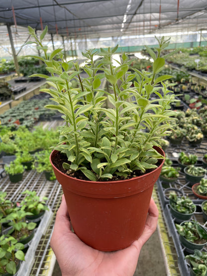 Lipstick Bolero Bicolore 4in potted plant with variegated leaves in red pot on Tampa Home & Garden Store