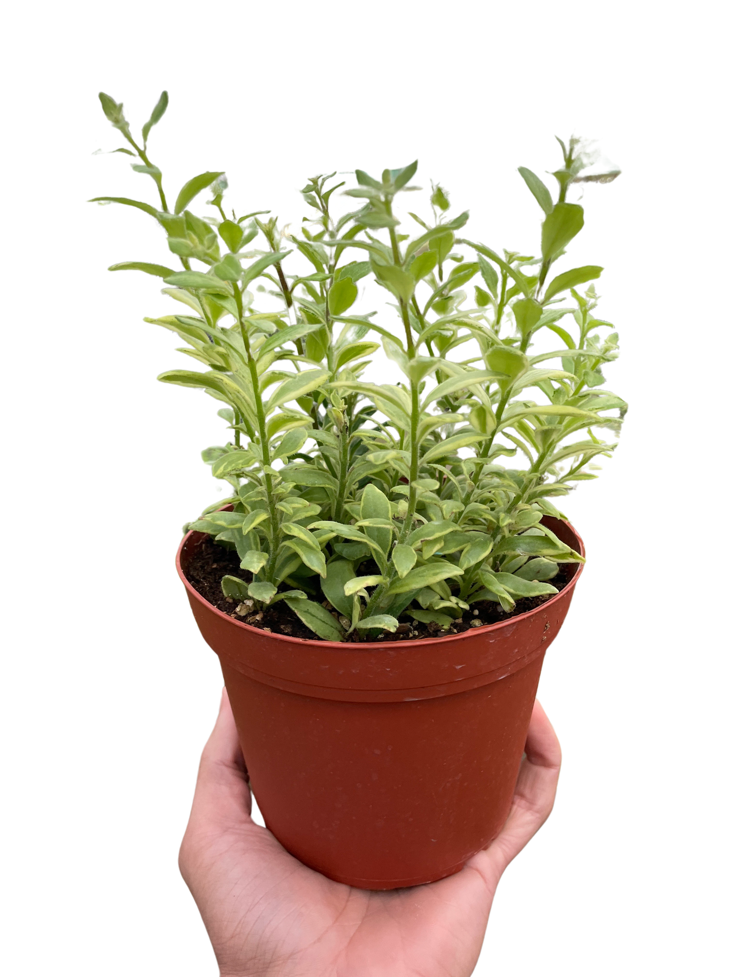 4-inch potted plant with green variegated foliage from House Plant Shop on Tampa Home & Garden Store