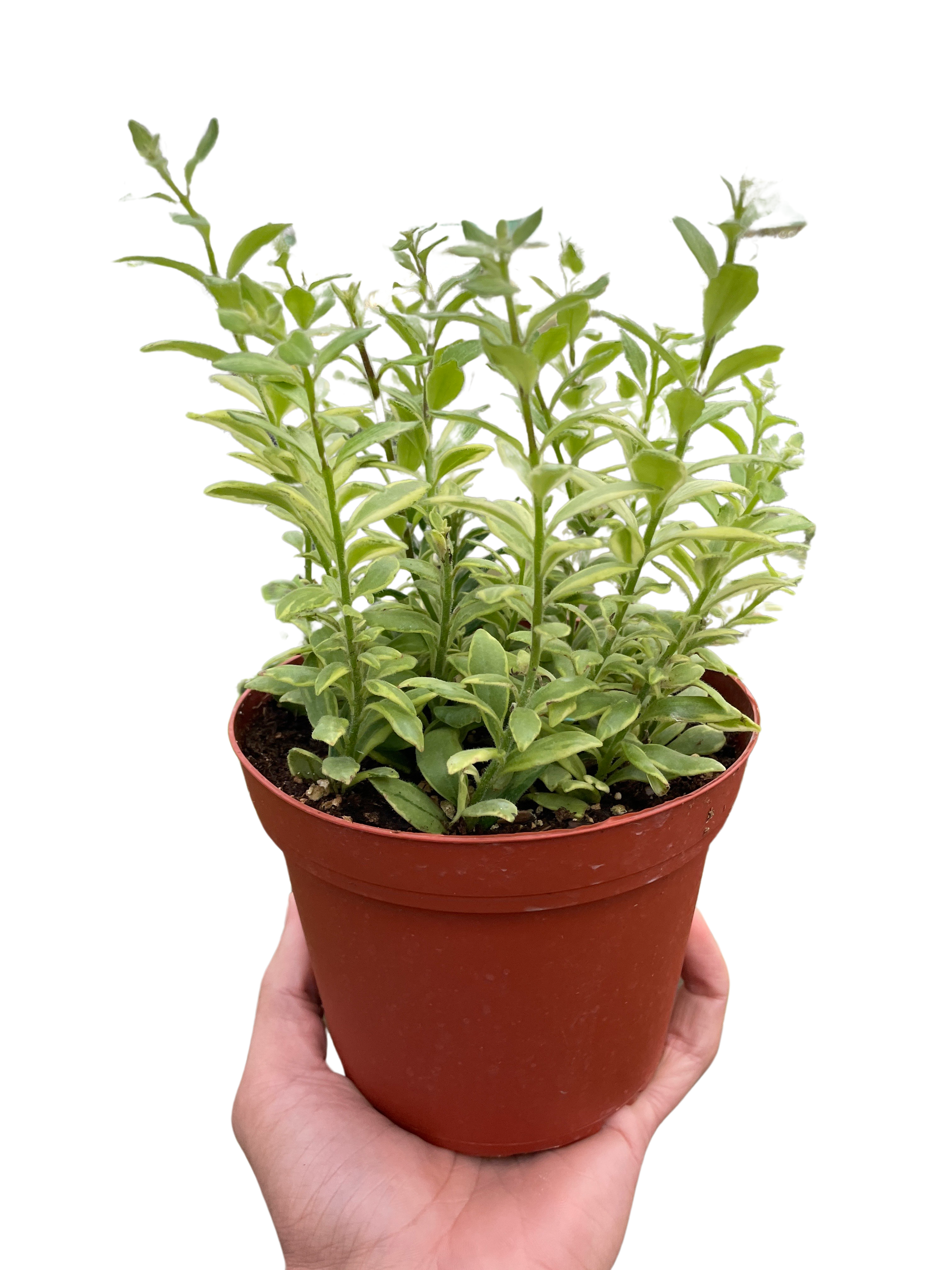 4-inch potted plant with green variegated foliage from House Plant Shop on Tampa Home & Garden Store