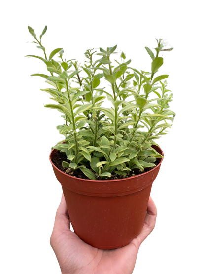 4-inch potted plant with green variegated foliage from House Plant Shop on Tampa Home & Garden Store