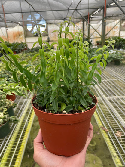 Curly Lipstick Plant in a terracotta pot with bright green curled leaves indoor potted plant on Tampa Home & Garden Store