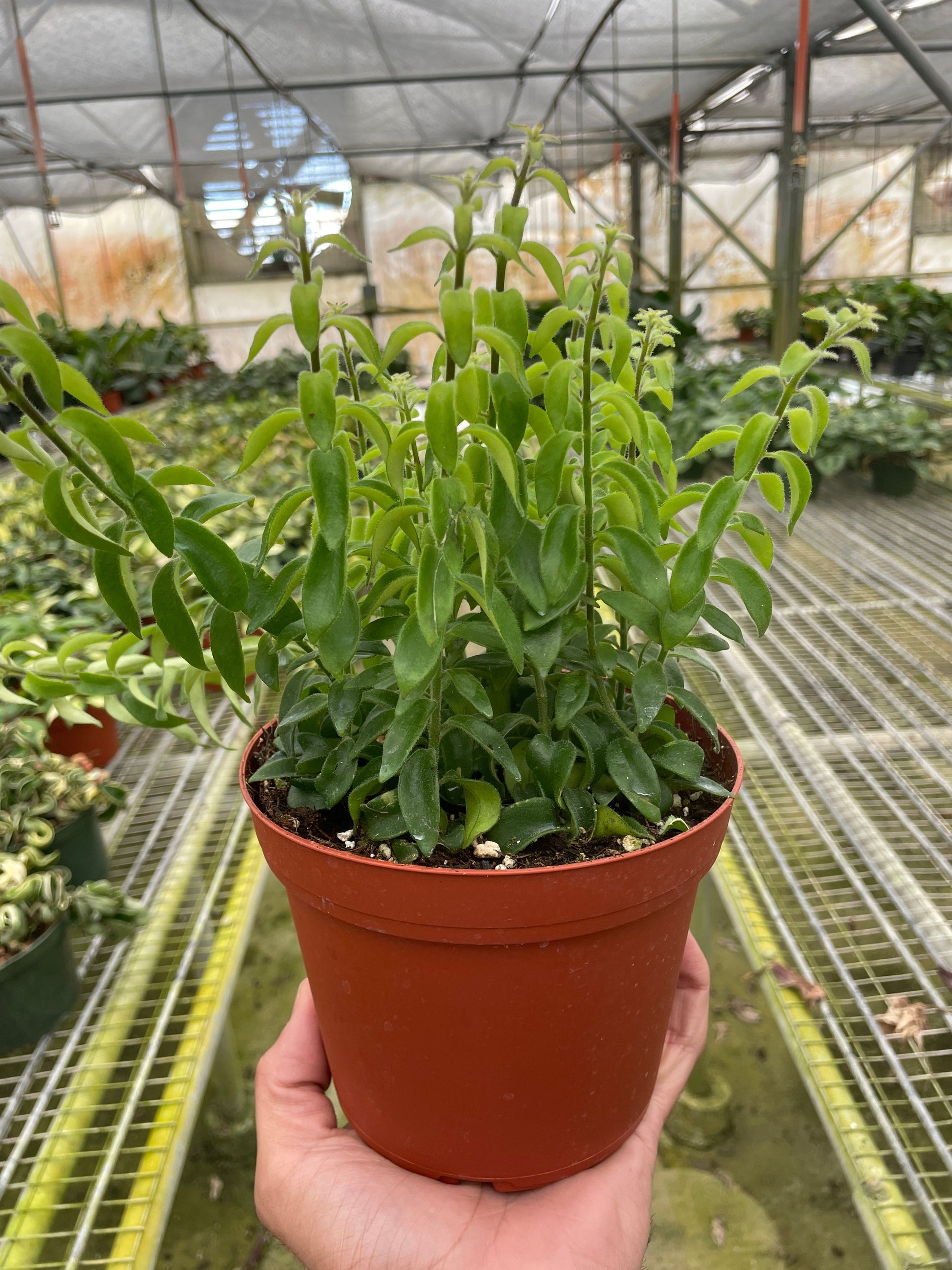Curly Lipstick Plant with curly leaves in red plastic pot Rooted Treasures Farms plant on Tampa Home & Garden Store