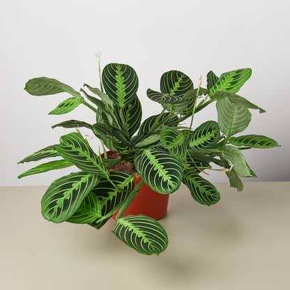 Maranta Lemon Lime indoor plant with dark green leaves and lime veins in a red pot on Tampa Home & Garden Store