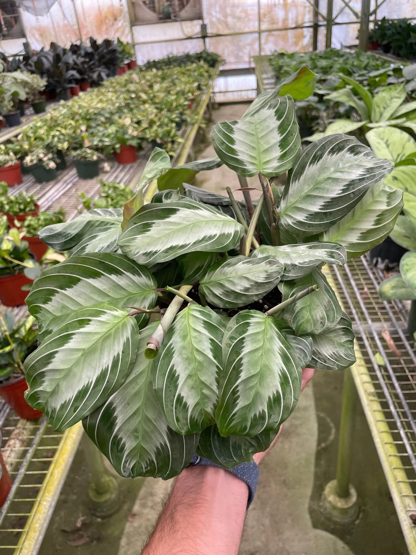 - image on Tampa Home & Garden Store
