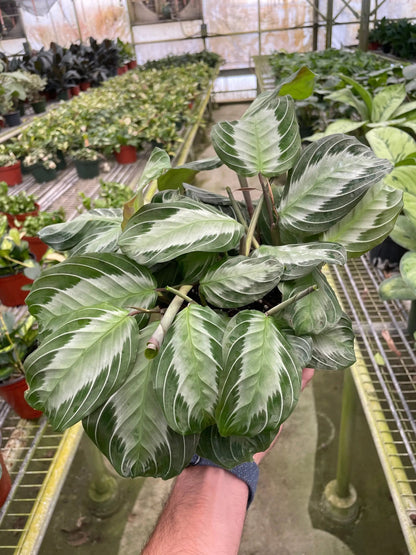 - image on Tampa Home & Garden Store