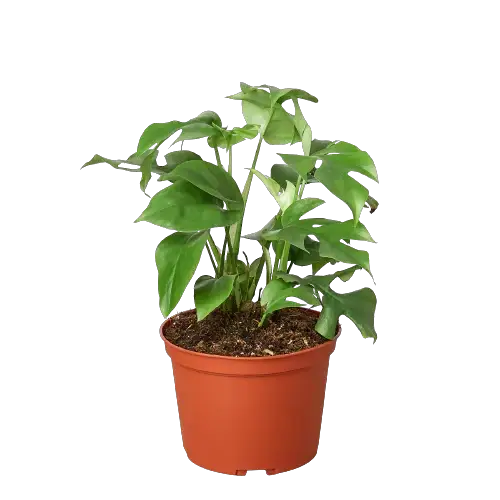 Philodendron Mini Monstera Minima Plant Care