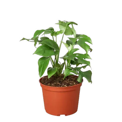 Philodendron Mini Monstera Minima Plant Care