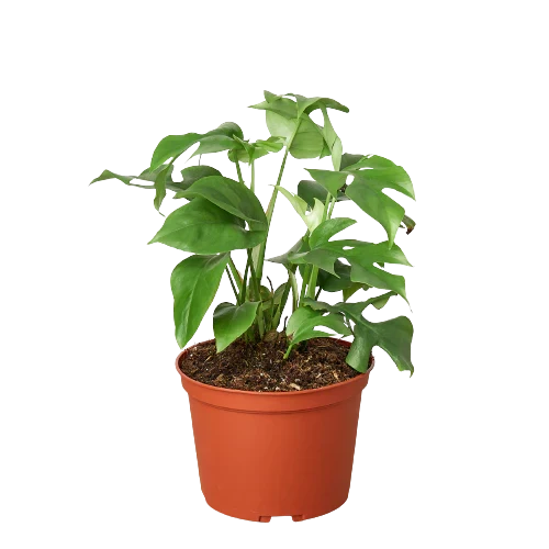 Philodendron Mini Monstera Minima, 4in plant in terracotta pot, Rooted Treasures Farms on Tampa Home & Garden Store
