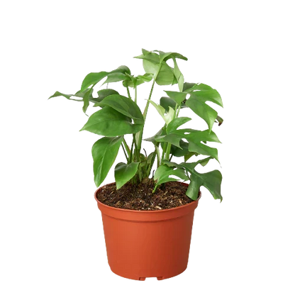 Philodendron Mini Monstera Minima, 4in plant in terracotta pot, Rooted Treasures Farms on Tampa Home & Garden Store