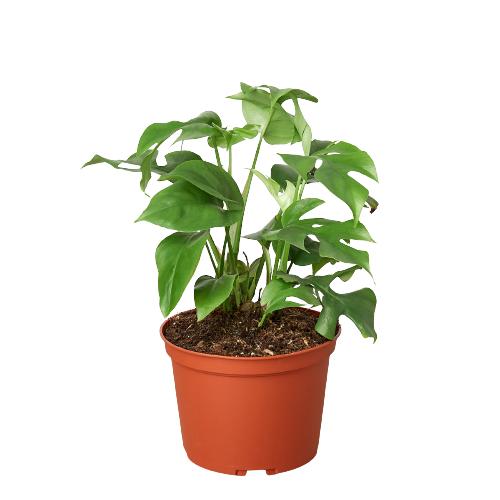 Philodendron Mini Monstera Minima 6in pot, orange nursery, Rooted Treasures Farms on Tampa Home & Garden Store