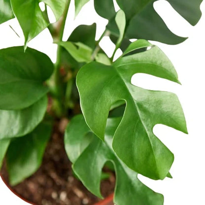 Philodendron Mini Monstera Minima 4-inch plant with glossy split leaves Rooted Treasures Farms on Tampa Home & Garden Store