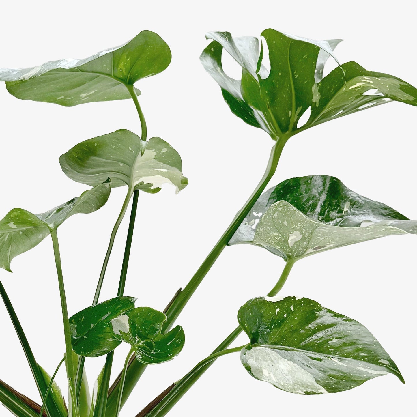 Monstera Thai Constellation plant with variegated green and cream leaves Rooted Treasures Farms on Tampa Home & Garden Store