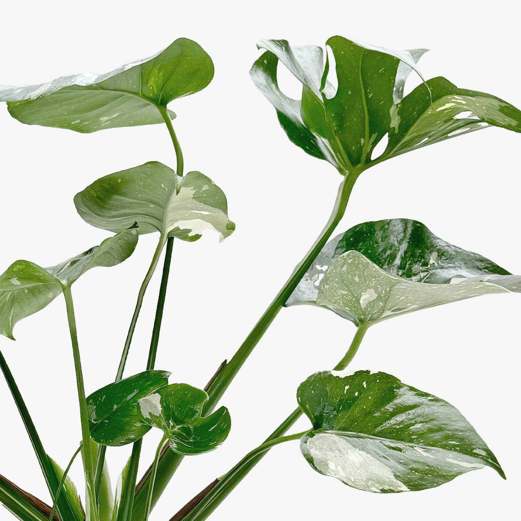 Monstera Thai Constellation plant with variegated green and cream leaves Rooted Treasures Farms on Tampa Home & Garden Store