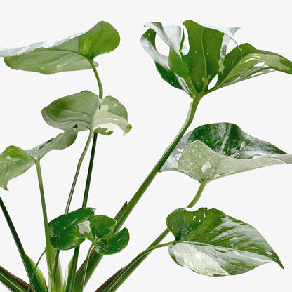 Monstera Thai Constellation plant with variegated green and cream leaves Rooted Treasures Farms on Tampa Home & Garden Store