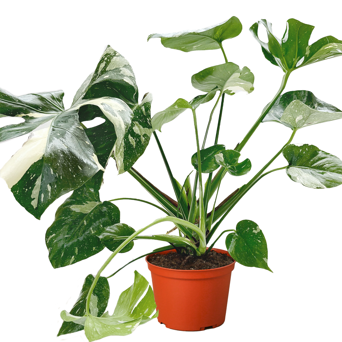 Monstera Thai Constellation plant with variegated green and white leaves in an orange pot on Tampa Home & Garden Store
