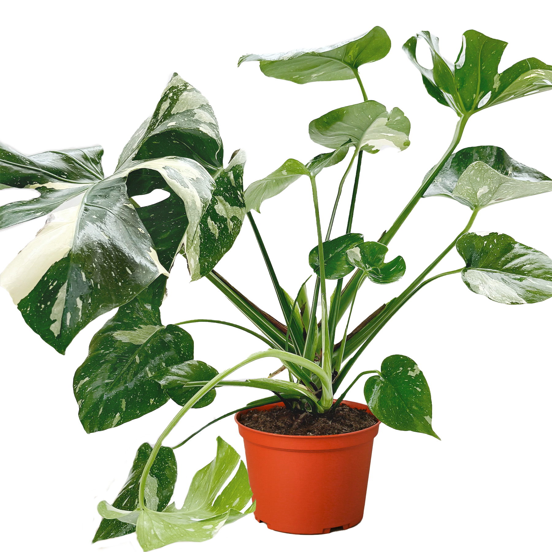 Monstera Thai Constellation plant with variegated green and white leaves in an orange pot on Tampa Home & Garden Store