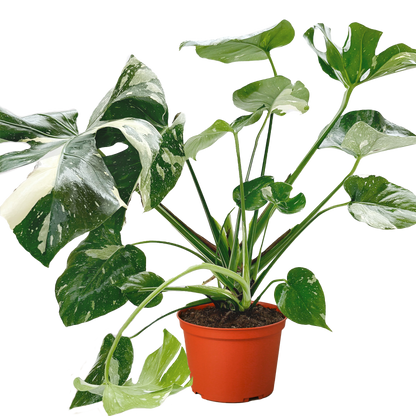 Monstera Thai Constellation plant with variegated green and white leaves in an orange pot on Tampa Home & Garden Store
