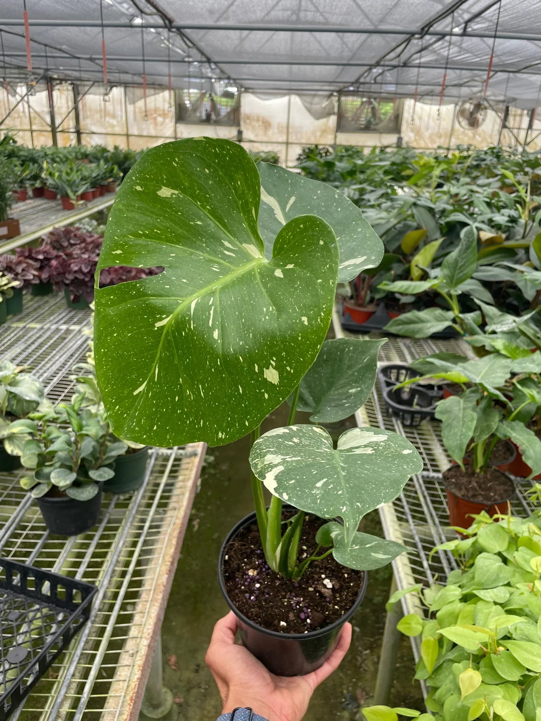 Monstera Thai Constellation potted plant with speckled cream variegation Rooted Treasures Farms on Tampa Home & Garden Store