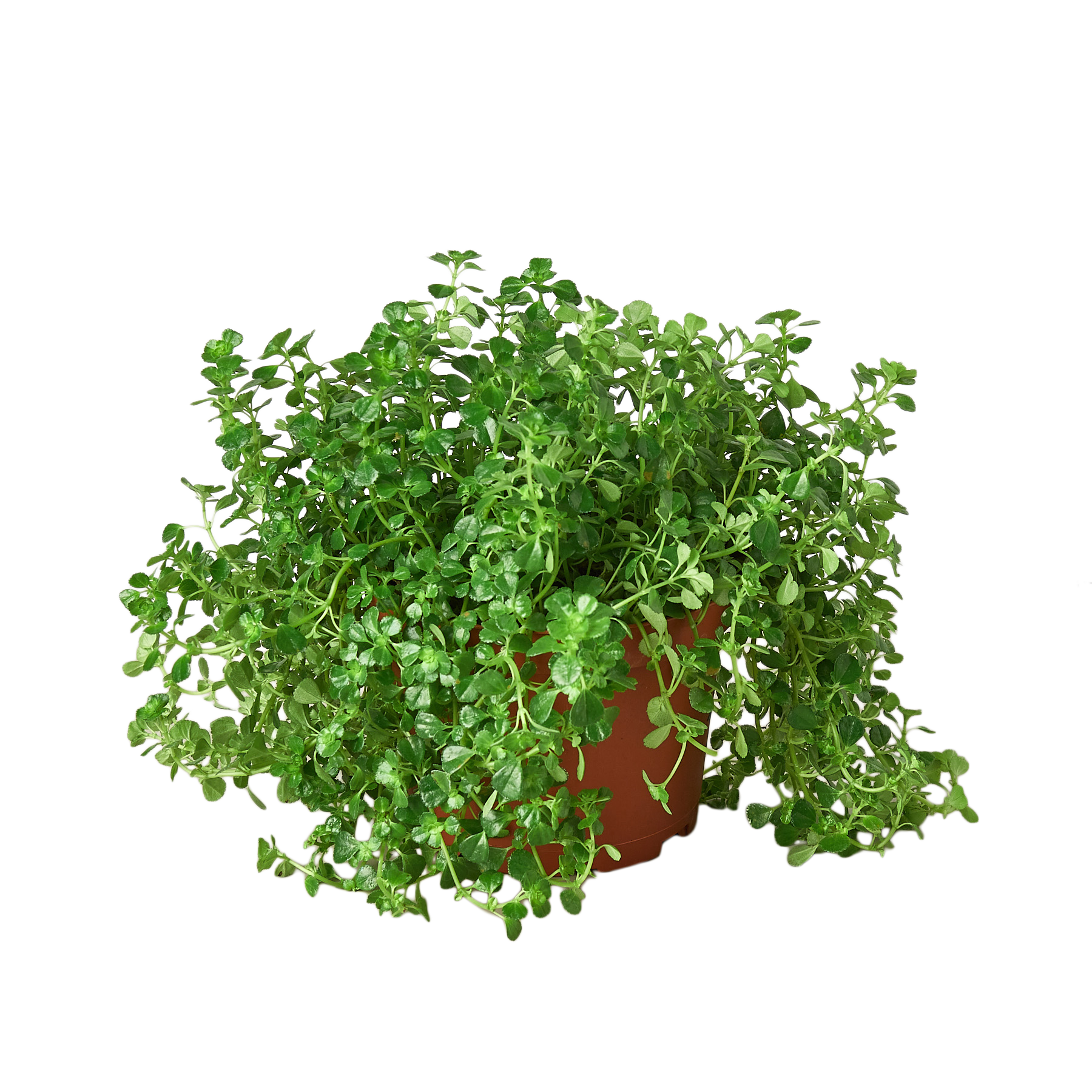 Nettle Baby's Tear indoor plant in a 6-inch nursery pot by Rooted Treasures Farms on Tampa Home & Garden Store