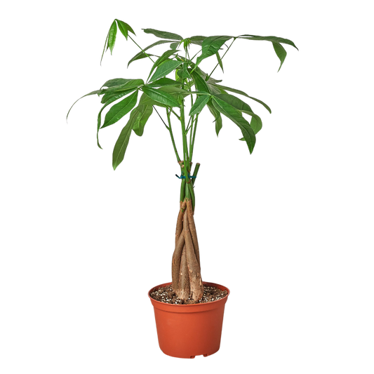 Money Tree Pachira braid in 6-inch nursery pot with braided trunk and green leaves on Tampa Home & Garden Store