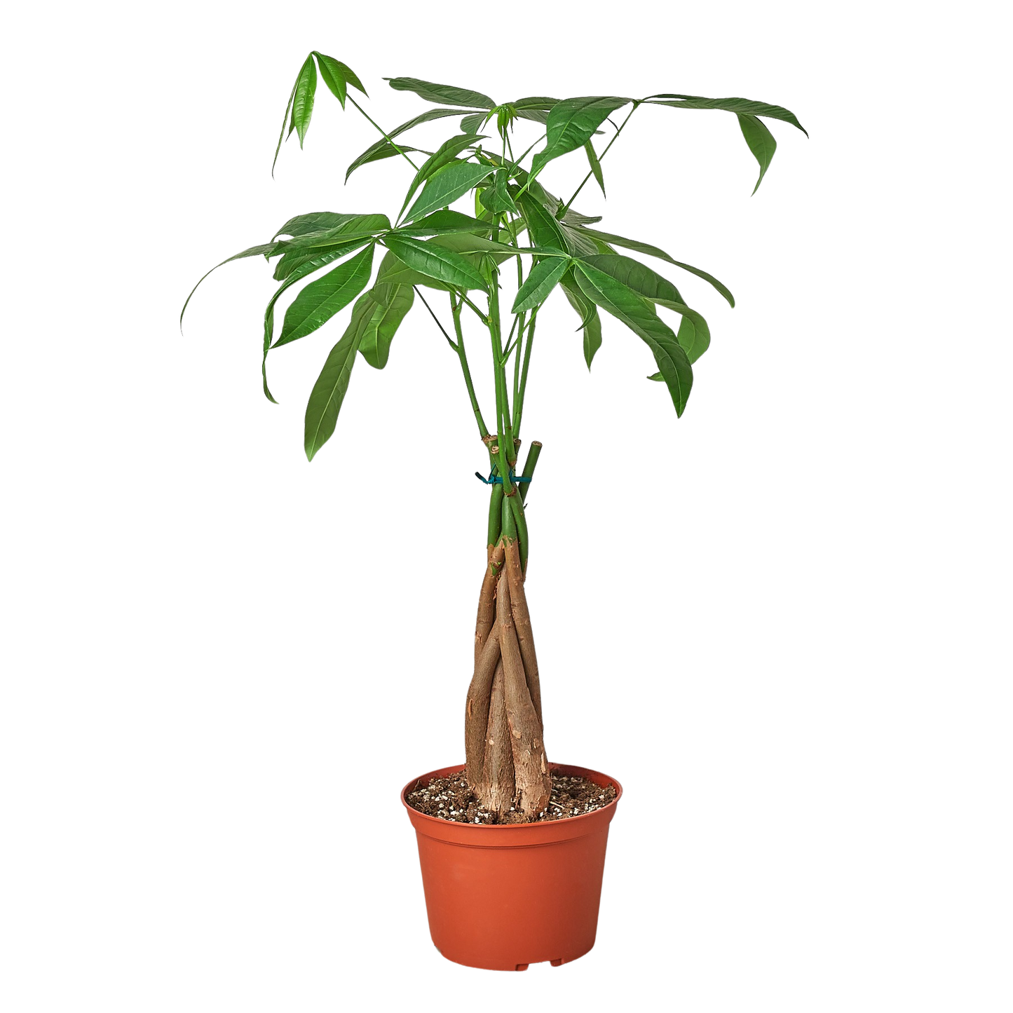 Money Tree Pachira aquatica braided trunk in 6in pot Rooted Treasures Farms green leaves on Tampa Home & Garden Store