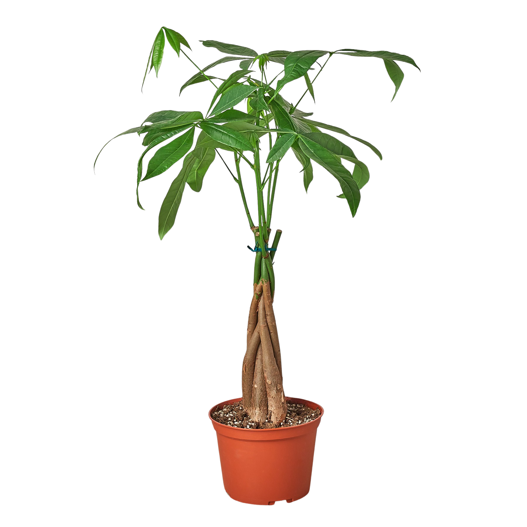 Money Tree Pachira aquatica braided trunk in 6in pot Rooted Treasures Farms green leaves on Tampa Home & Garden Store