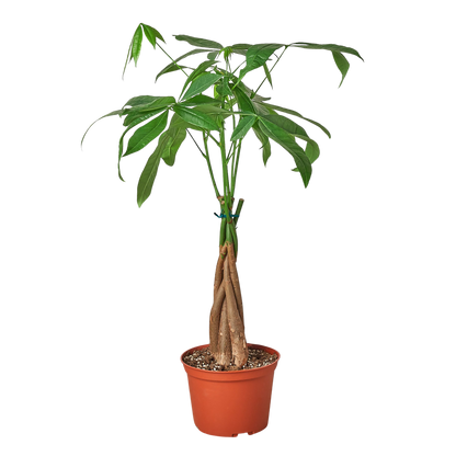Money Tree Pachira aquatica braided trunk in 6in pot Rooted Treasures Farms green leaves on Tampa Home & Garden Store