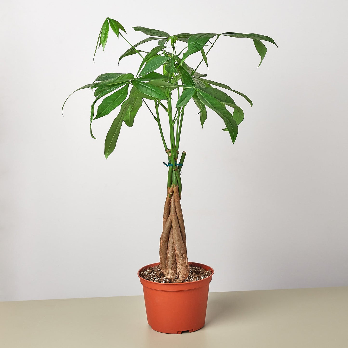 Money Tree Pachira braided plant in an orange 6-inch nursery pot by Rooted Treasures Farms on Tampa Home & Garden Store