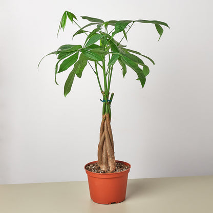 Money Tree Pachira braided plant in an orange 6-inch nursery pot by Rooted Treasures Farms on Tampa Home & Garden Store