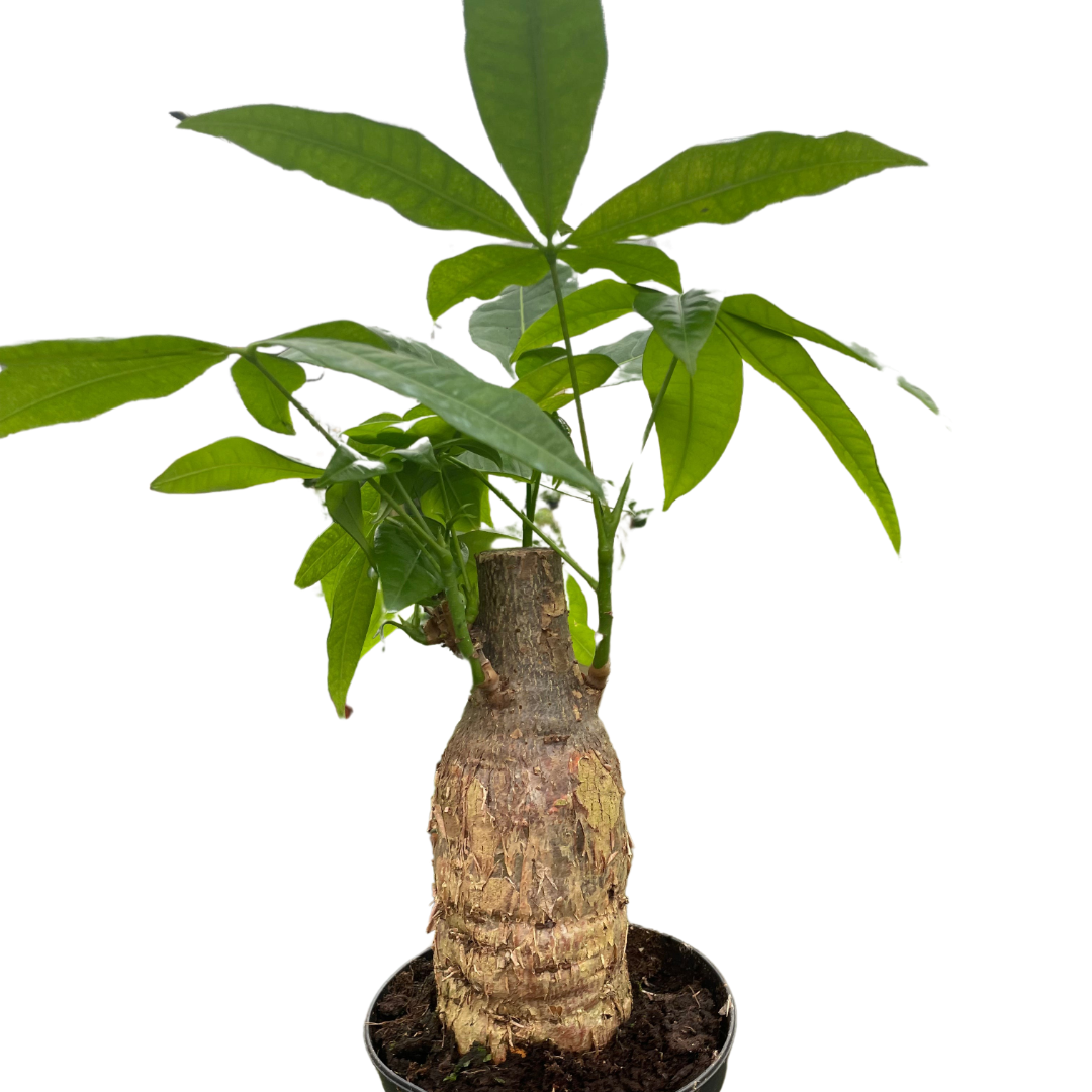Money Tree Pachira Stump plant with thick trunk and vibrant green leaves Rooted Treasures Farms on Tampa Home & Garden Store