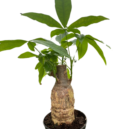 Money Tree Pachira Stump plant with thick trunk and vibrant green leaves Rooted Treasures Farms on Tampa Home & Garden Store