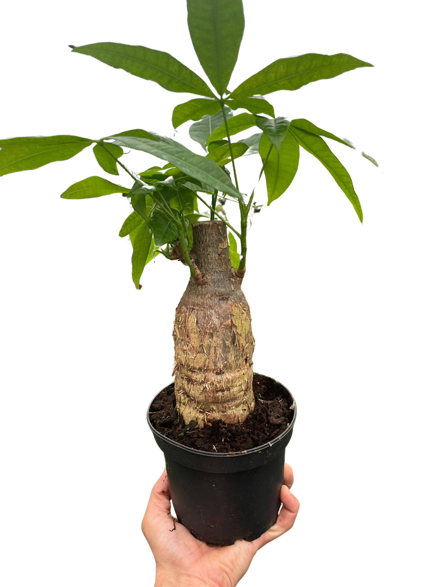 Money Tree stump indoor plant by Rooted Treasures in green palmate leaves in black pot on Tampa Home & Garden Store