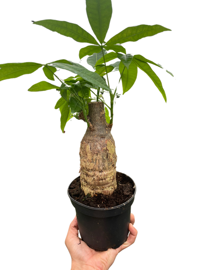 Money Tree stump indoor plant by Rooted Treasures in green palmate leaves in black pot on Tampa Home & Garden Store