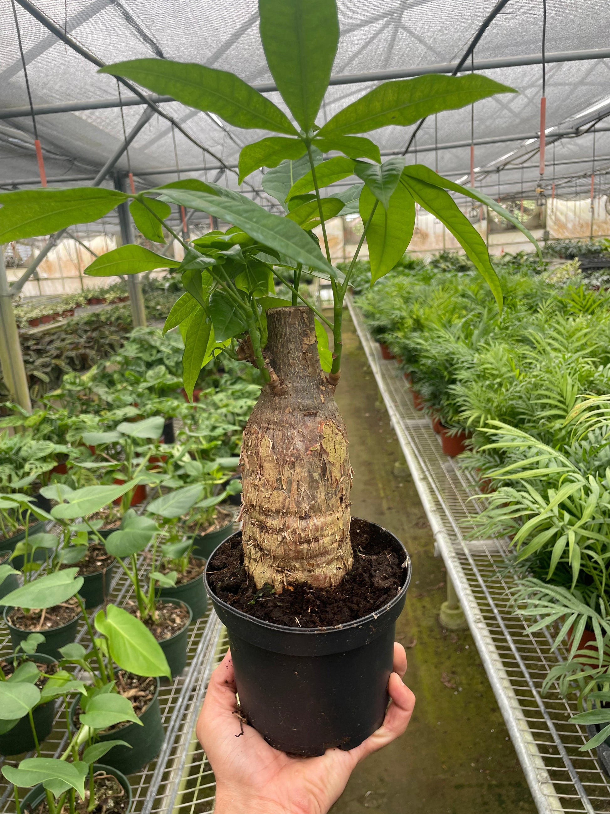 Money Tree Pachira stump in black pot with green leaves Rooted Treasures Farms indoor plant on Tampa Home & Garden Store