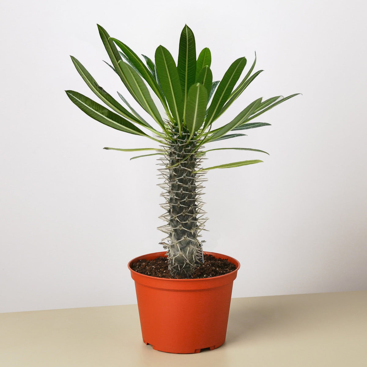 Pachypodium lamerei Madagascar Palm indoor plant spiny trunk with green leaves in red pot on Tampa Home & Garden Store