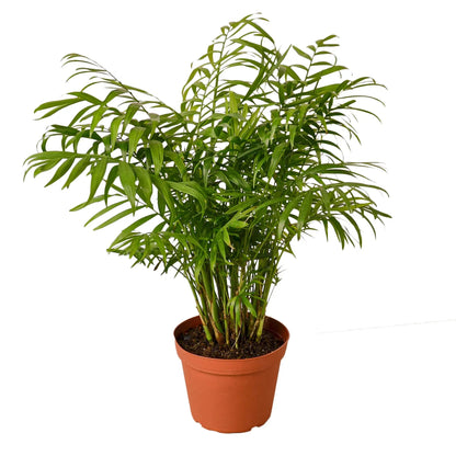Parlor Palm indoor plant in terracotta pot with lush green fronds Rooted Treasures Farms on Tampa Home & Garden Store