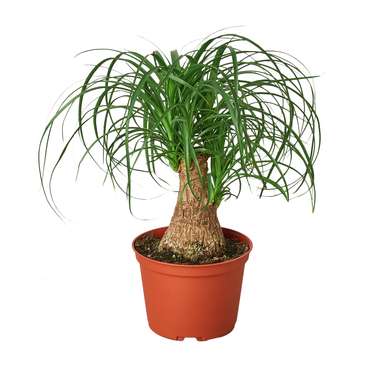 Palm Ponytail plant in a 6-inch nursery pot with a textured trunk and arching green leaves on Tampa Home & Garden Store