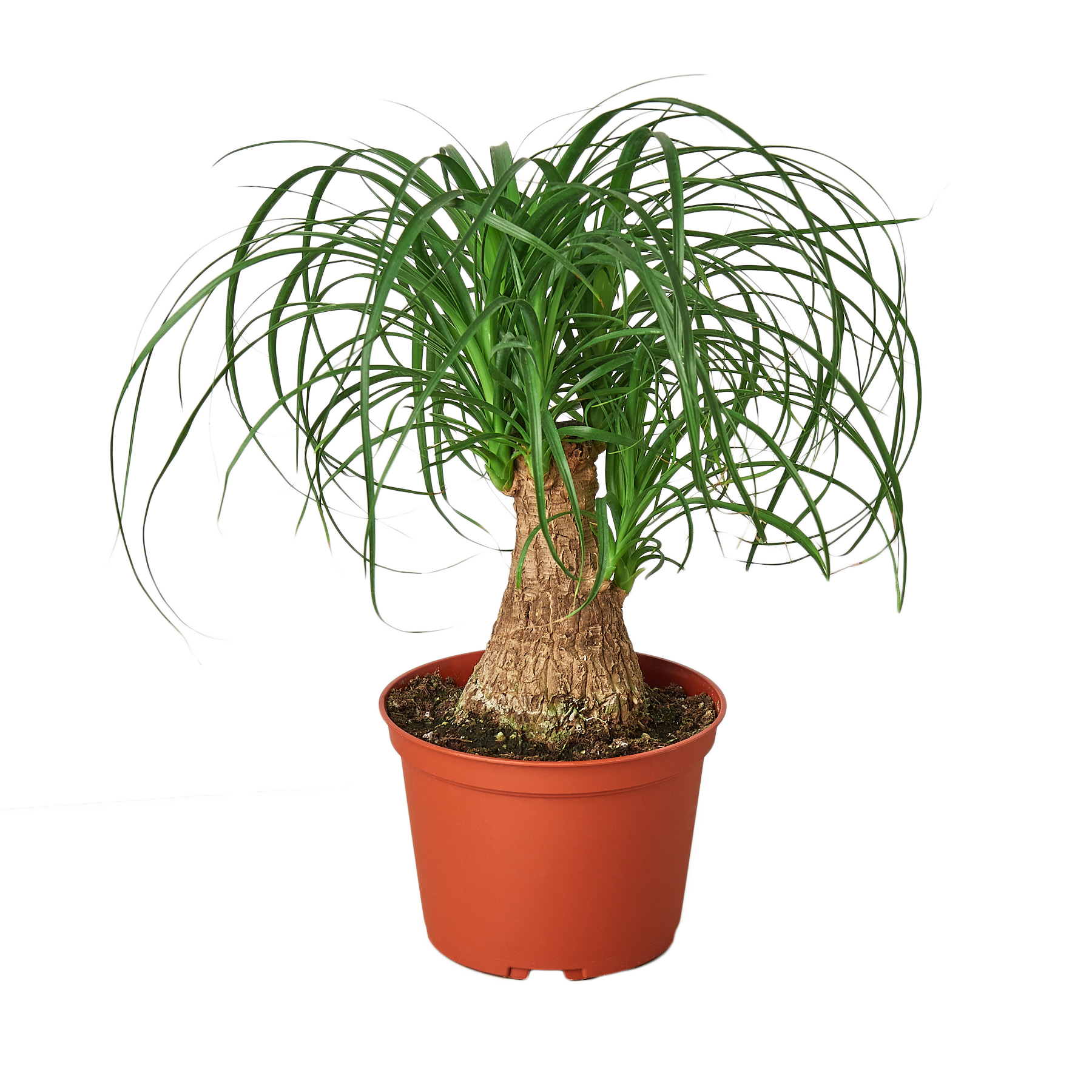 Palm Ponytail plant in a 6-inch nursery pot with a textured trunk and arching green leaves on Tampa Home & Garden Store