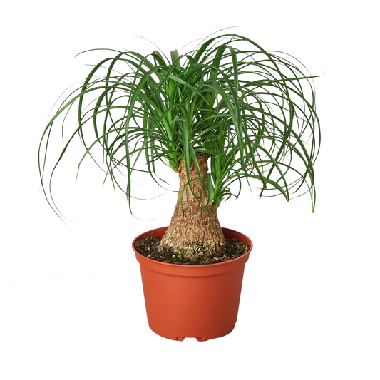 Palm Ponytail plant in a 6-inch nursery pot with a textured trunk and arching green leaves on Tampa Home & Garden Store