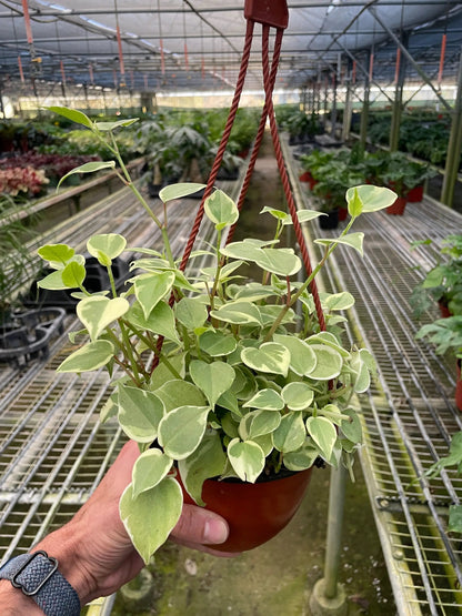 Peperomia Cupid Heartleaf Plant for Indoor Decor